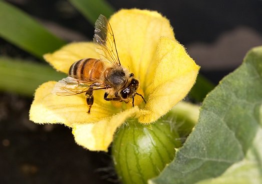 contacto,telefono mieles cleopatra,contacto polinizacion en el ejido contacto