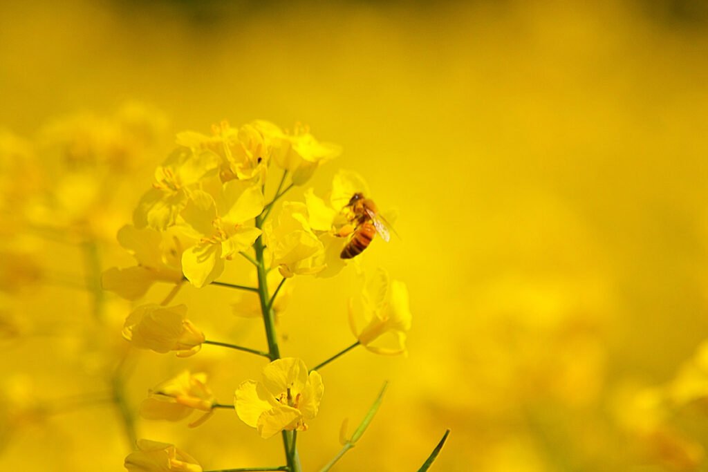 servicios,miel natural en el ejido,polinizacion de sandia el ejido,polinizacion de melon el ejido,enjambres en el ejido servicios