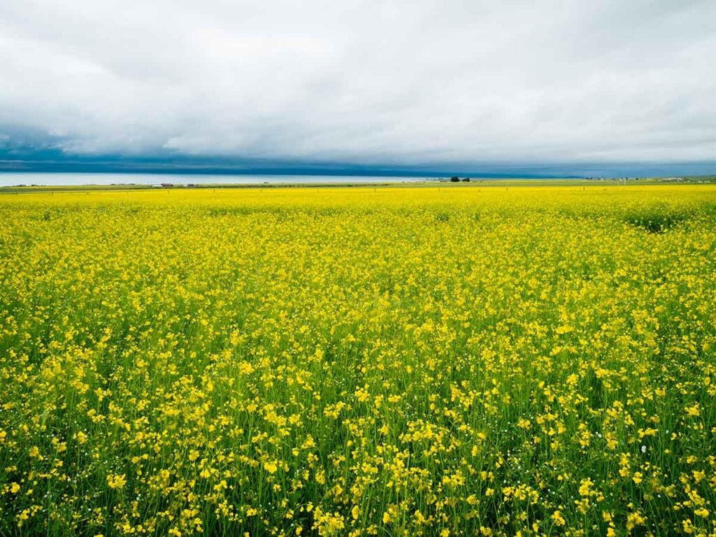 mieles cleopatra,miel casera en almeria,apicultores en el ejido,polinizacion en el ejido mieles cleopatra